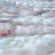Watermelon snow caused by algae bloom.